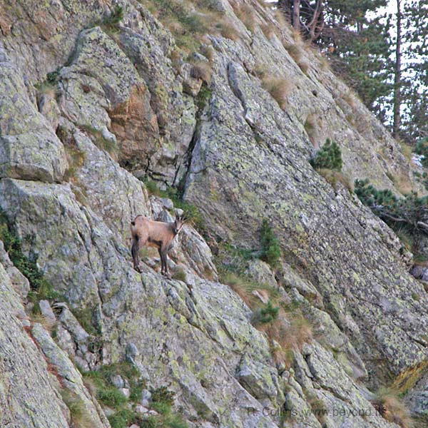  chamois photo chamois0001b.jpg (68 k)