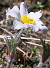  anemonealp photo anemonealp030.jpg (7 k)
