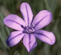 aphyllan photo aphyllan074.jpg (5 k)