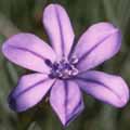 aphyllan074s.jpg