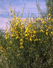  broom0spa photo broom068.jpg (10 k)