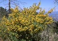  broom0cyt photo broomcyt014.jpg (7 k)