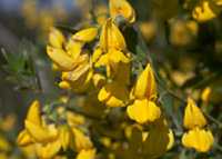  broom0cyt photo broomcyt015.jpg (6 k)