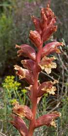  broomrape photo broomrape75.jpg (8 k)