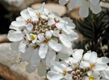  candytuft photo candytuft0005s.jpg (8 k)