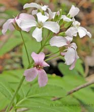  cardaminesev photo cardaminesev0006s.jpg (8 k)