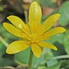 celandineles0012ss.jpg