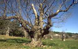  chestnut photo chataig037.jpg (9 k)