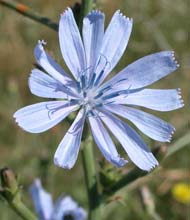  chicory photo chicory0005s.jpg (8 k)