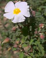  cistussage photo cistussage006.jpg (5 k)