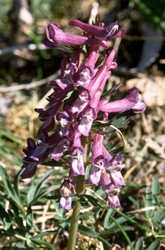  corydalis photo corydalis031.jpg (10 k)