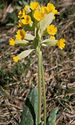 cowslip photo cowslip028.jpg (9 k)