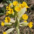 cowslip028s.jpg