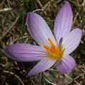 crocus033s.jpg