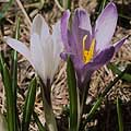 crocusver019s.jpg