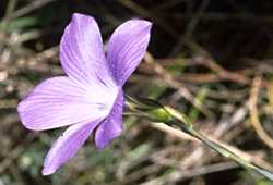 flaxbe photo flax065.jpg (7 k)