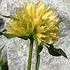 gentianspott0005ss.jpg
