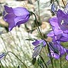 harebell0003ss.jpg