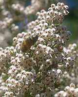  heathtree photo heathtree002.jpg (8 k)