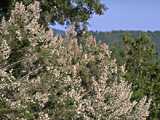  heathtree photo heathtree084.jpg (6 k)