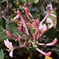 honeysu078s.jpg