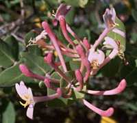  honeysu_imp photo honeysui078.jpg 