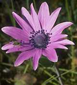  anemonehor photo hortensis090.jpg (6 k)
