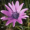 hortensis090s.jpg