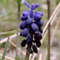 hyacinth067s.jpg