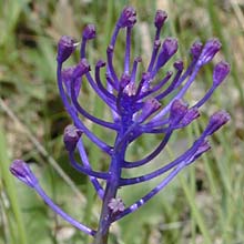  hyacinthta photo hyacinthta0004s.jpg (11 k)