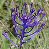 hyacinthta0004ss.jpg