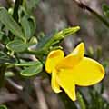 jasmin069s.jpg
