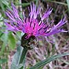 knapweedbrow0003ss.jpg