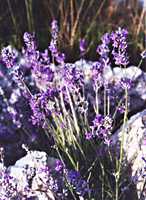  lavendertrue photo lavender2.jpg (9 k)