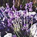lavender2s.jpg