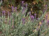  lavenderfr photo lavsto092.jpg (8 k)