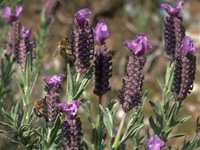  lavenderfr photo lavsto094.jpg (7 k)