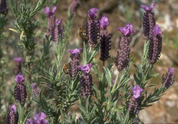  lavenderfr photo lavsto094b.jpg (34 k)