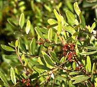 Lentisc, Mastic photo lentisc076.jpg (10 k)