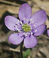  liverwort photo liverwort021.jpg (5 k)