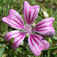 mallow0006s.jpg
