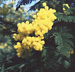  Mimosa photo mimosaS.jpg (10 k)