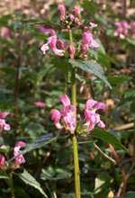  nettledead photo netdead073.jpg (7 k)