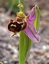  orchidbee photo orchidbee041.jpg (6 k)