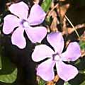 periwinkle077s.jpg