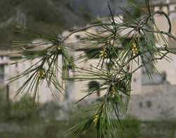  pine-aleppo photo pinalep046.jpg (8 k)