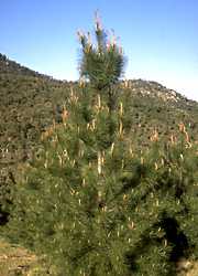  pine-maritime photo pinmaritime063.jpg (8 k)