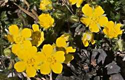  potent_hirta photo potentilla013.jpg (10 k)