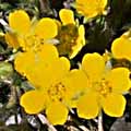 potentilla013s.jpg