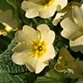 primrose009s.jpg